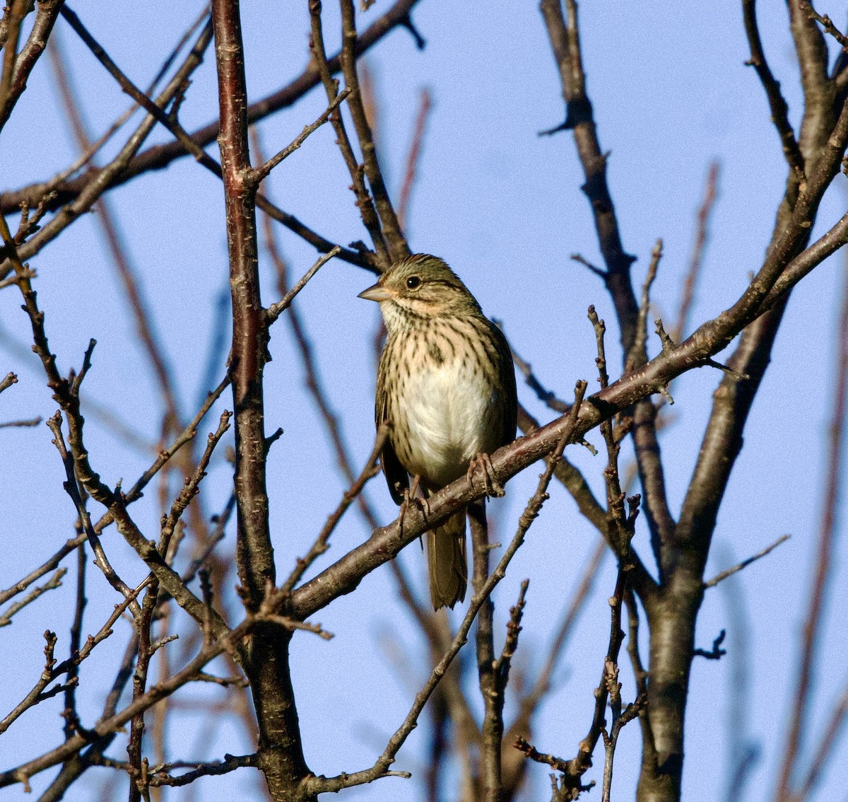 Lincoln's Sparrow - ML643547704