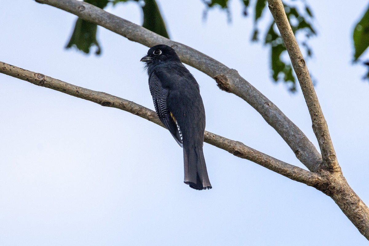 Gartered Trogon - ML643547707