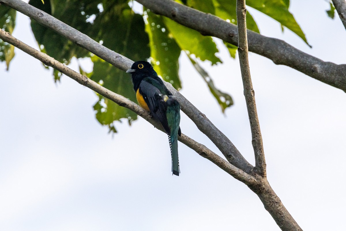 Gartered Trogon - ML643547708
