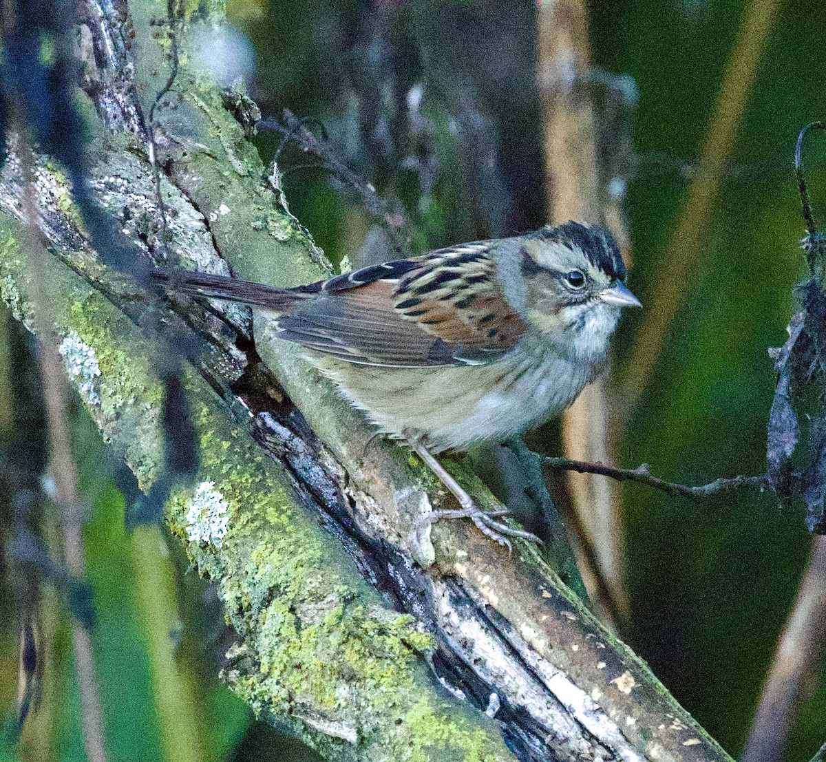 ヌマウタスズメ - ML643547718