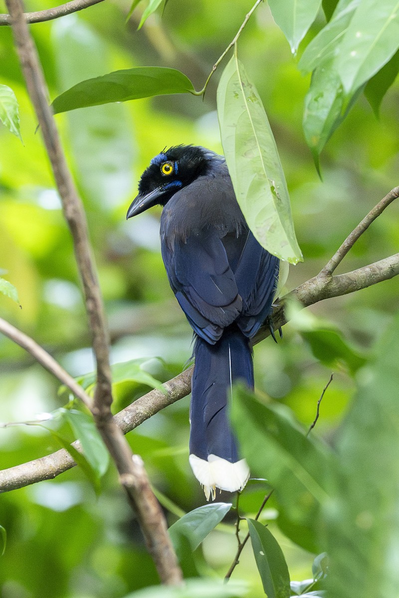 Black-chested Jay - ML643547719