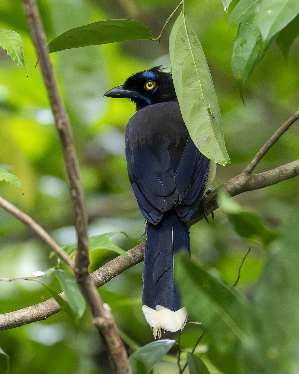 Black-chested Jay - ML643547721