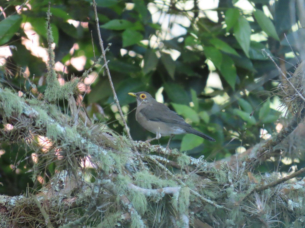 Spectacled Thrush - ML643547722