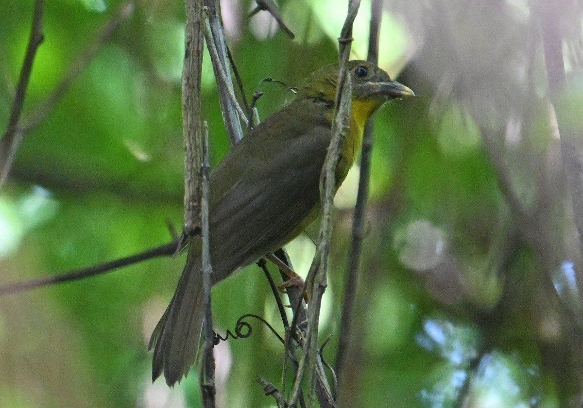 Red-throated Ant-Tanager - ML643547723