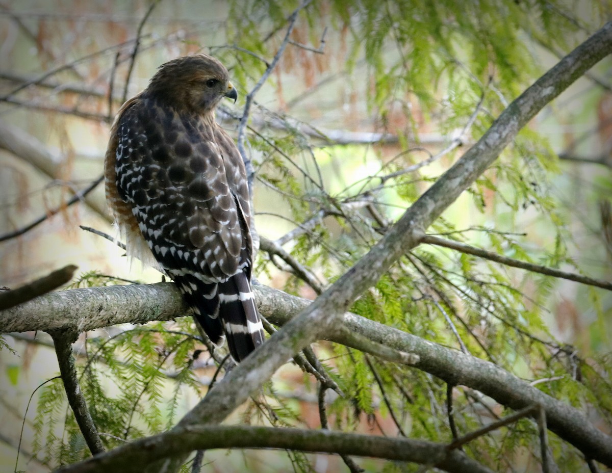 Red-shouldered Hawk - ML643547725