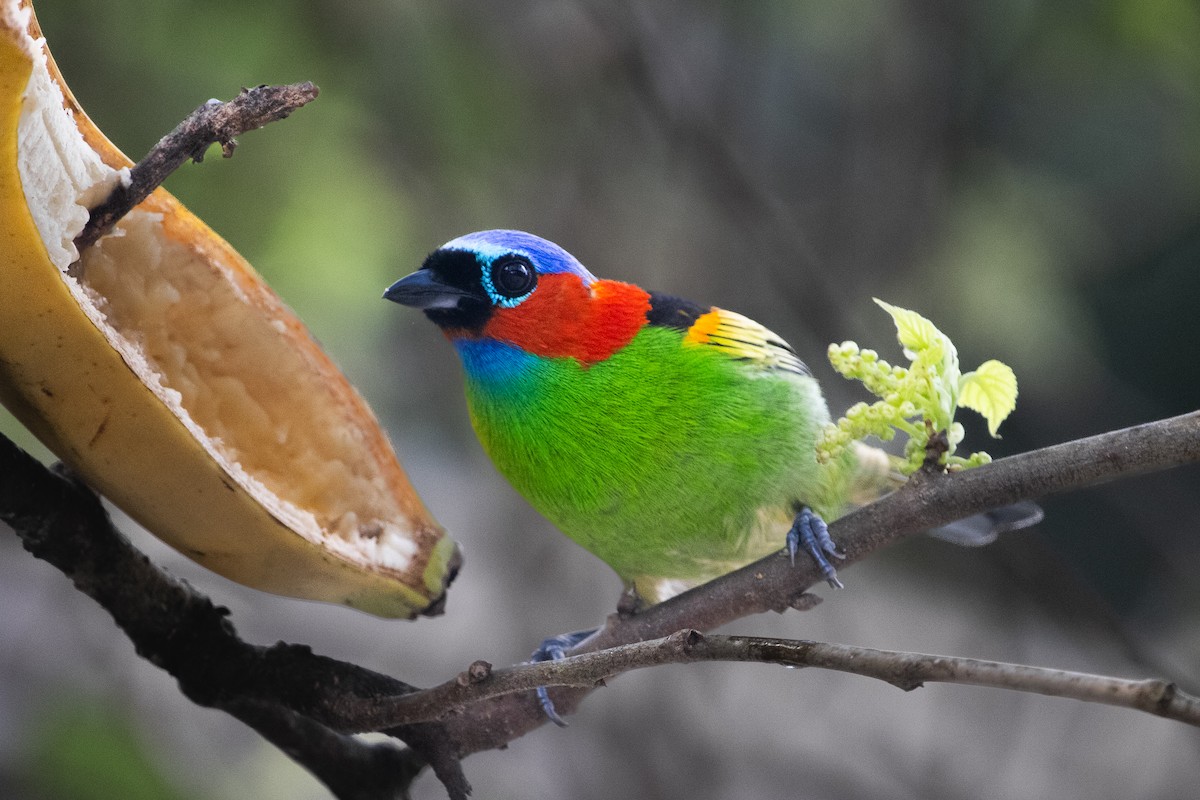 Red-necked Tanager - ML643547733
