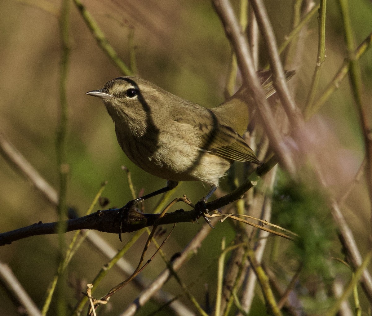 Palm Warbler - ML643547734