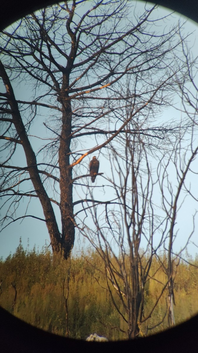 Golden Eagle - ML643547737