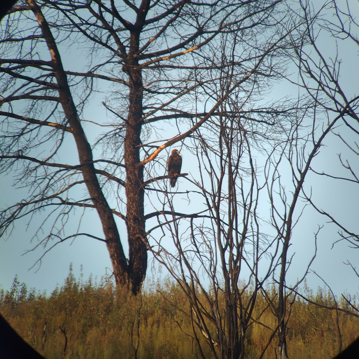 Golden Eagle - ML643547738