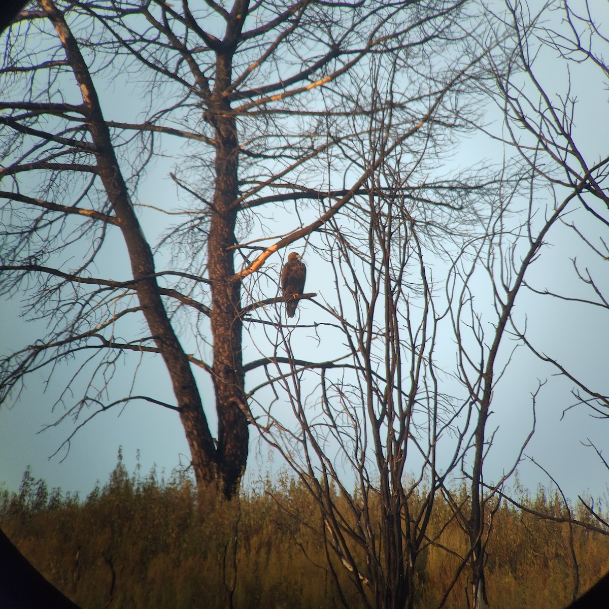 Golden Eagle - ML643547739