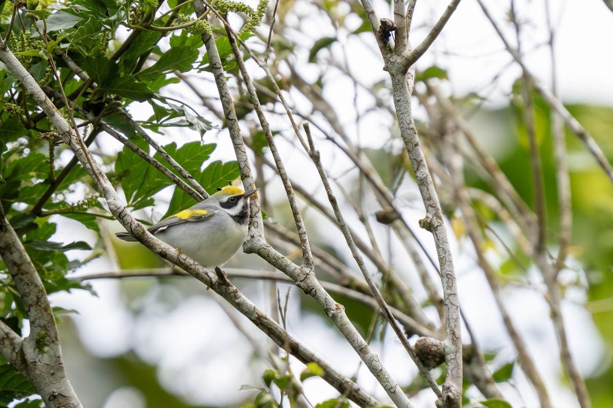 Golden-winged Warbler - ML643547759