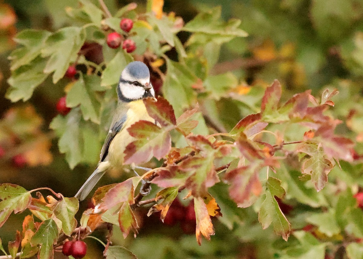 Eurasian Blue Tit - ML643547773