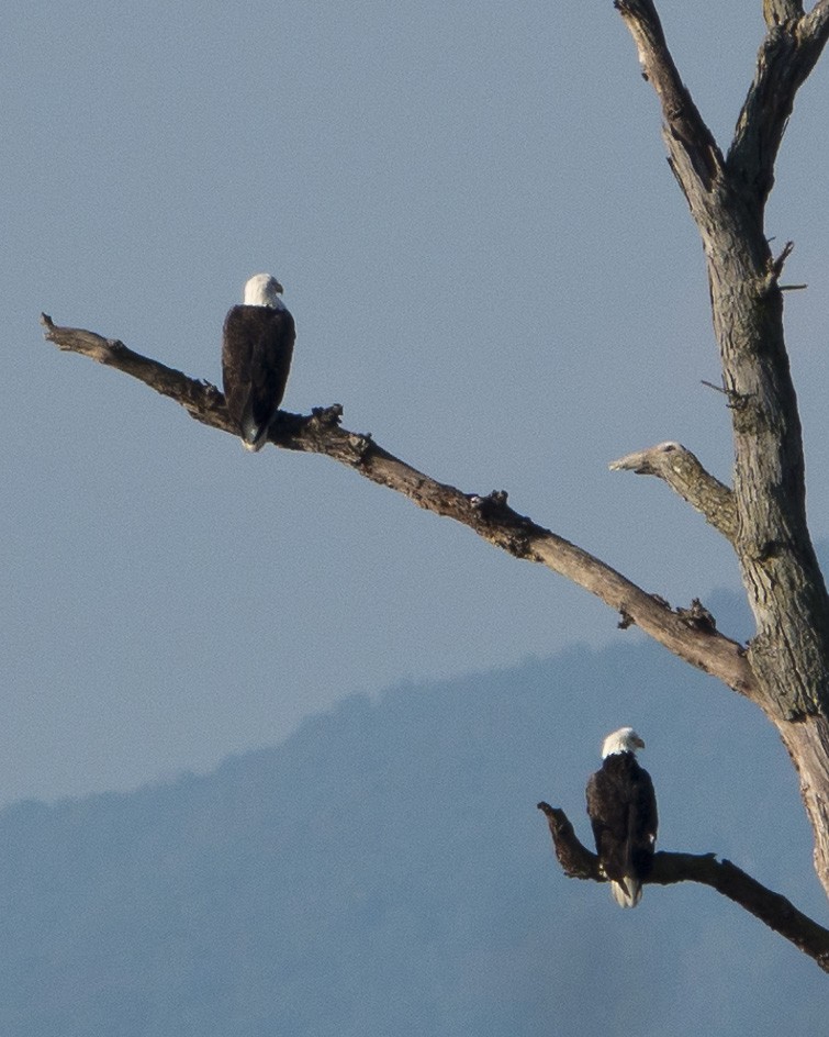 Bald Eagle - ML643547781