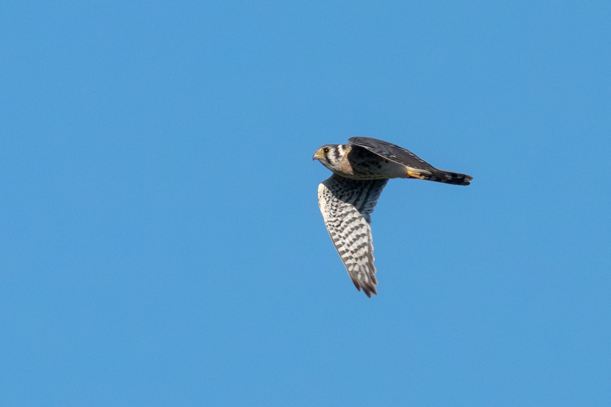American Kestrel - ML643547784