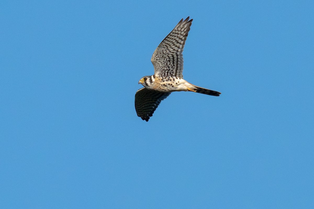 American Kestrel - ML643547785