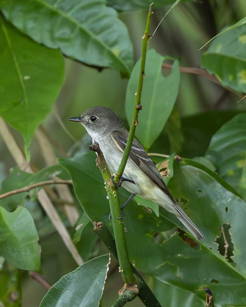 Alder Flycatcher - ML643547790