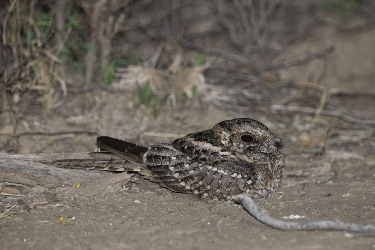 Scissor-tailed Nightjar - ML643547797