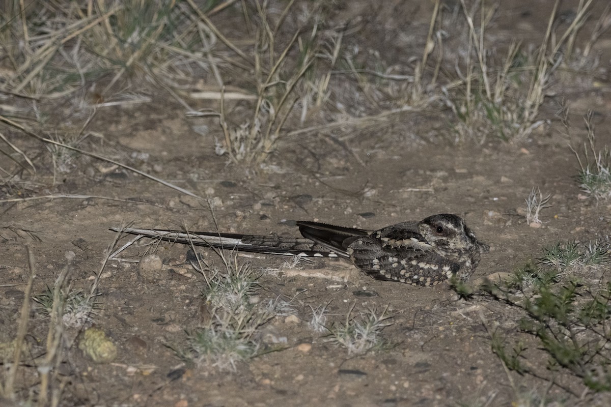 Scissor-tailed Nightjar - ML643547798