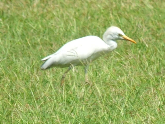 Western Cattle-Egret - ML643547799