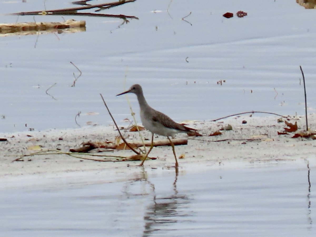 Lesser Yellowlegs - ML643547800