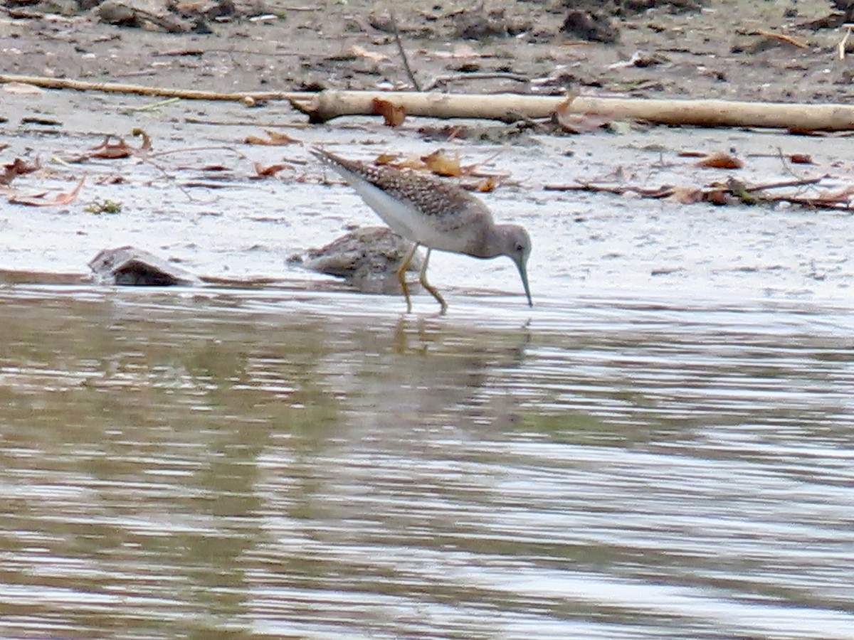 Lesser Yellowlegs - ML643547801