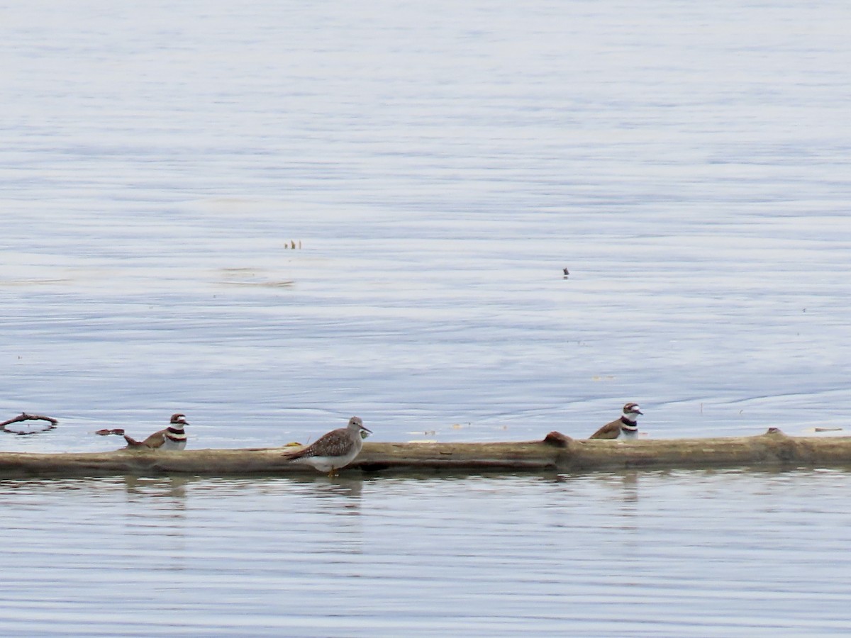 Lesser Yellowlegs - ML643547802
