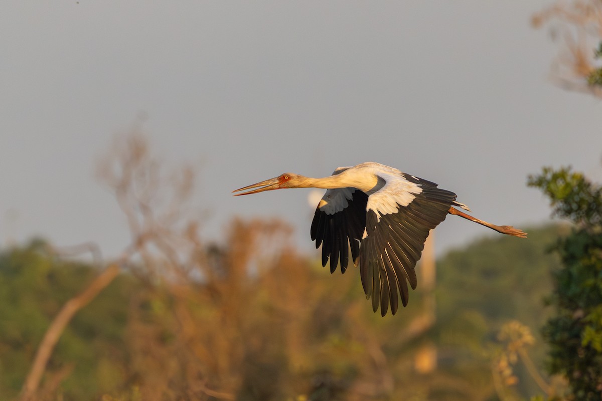 Maguari Stork - ML643547824