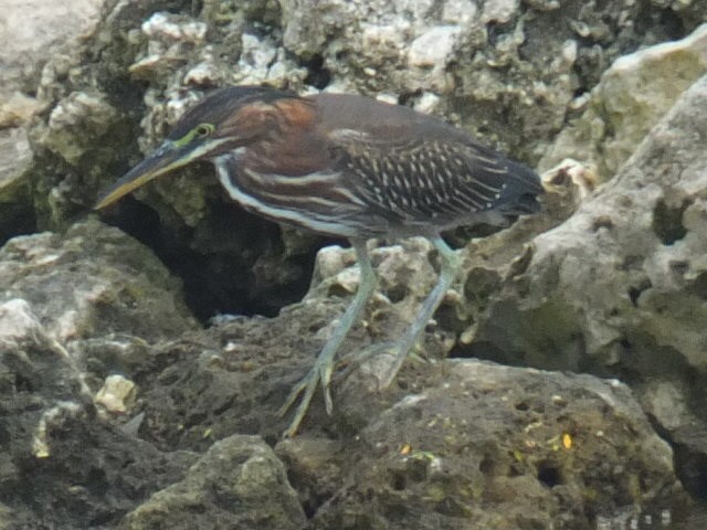 Green Heron - ML643547827