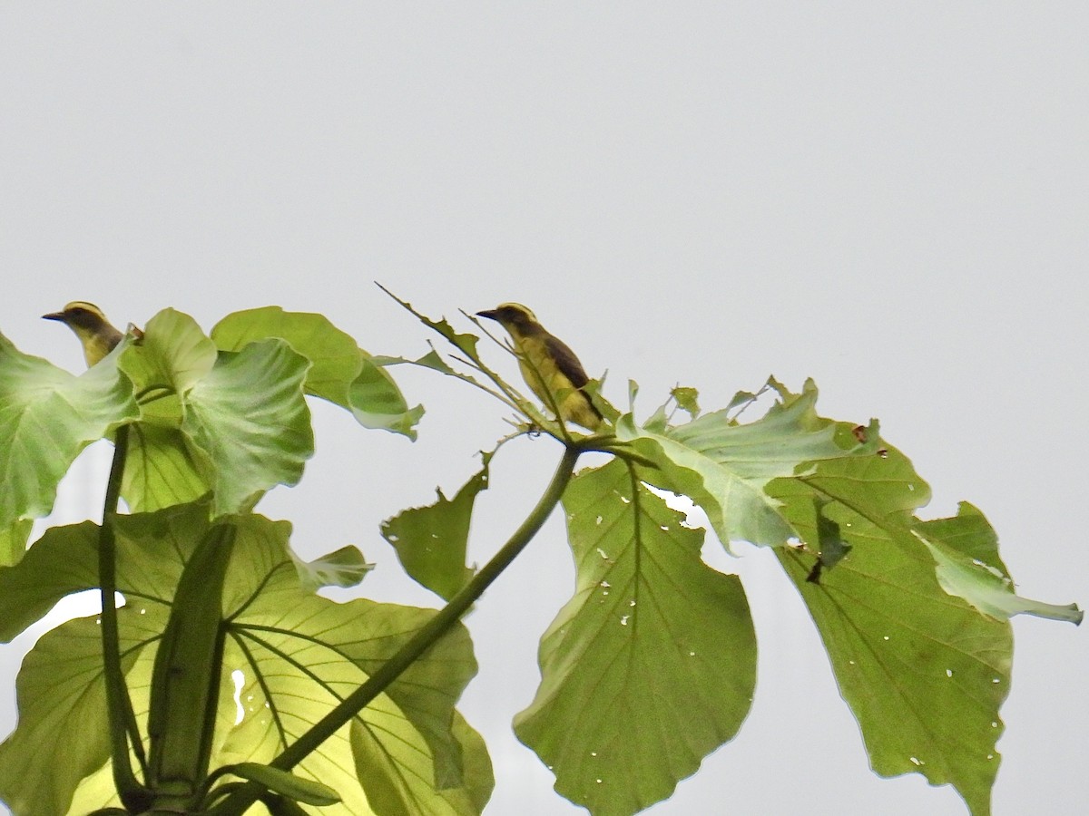 Lemon-browed Flycatcher - ML643547832