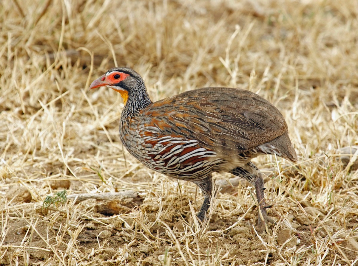 Gray-breasted Spurfowl - ML643547838