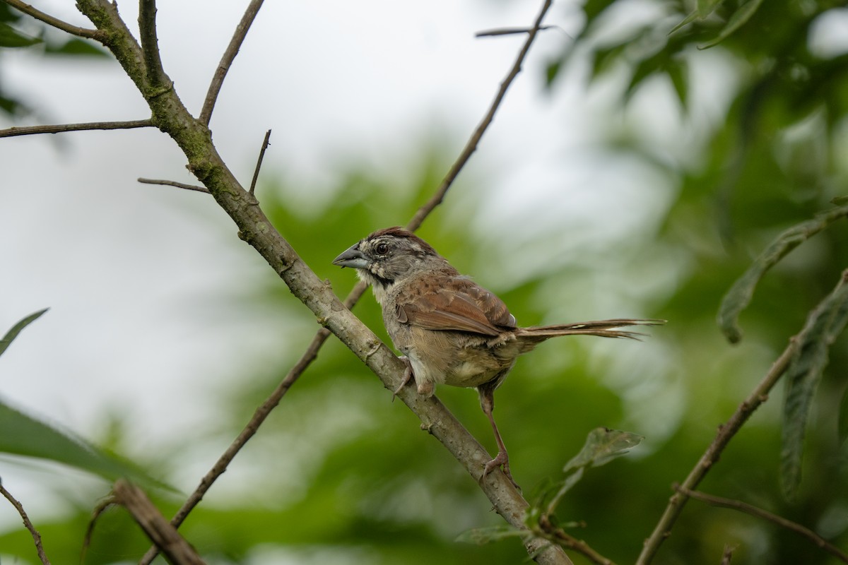 Rusty Sparrow - ML643547841
