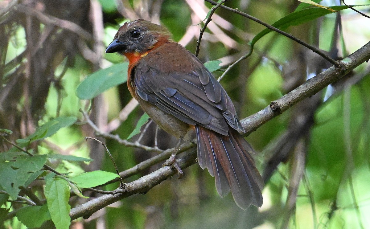 Red-throated Ant-Tanager - ML643547842