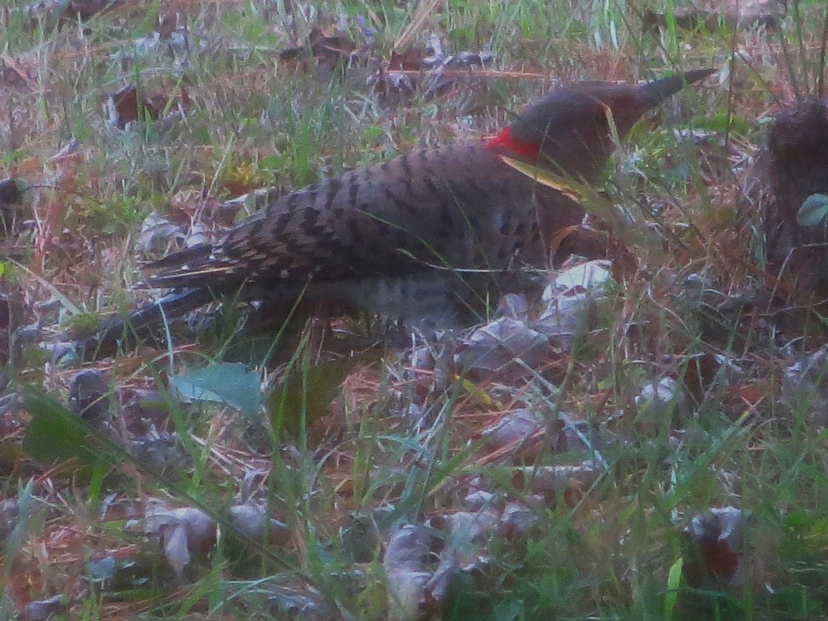 Northern Flicker - ML643547843