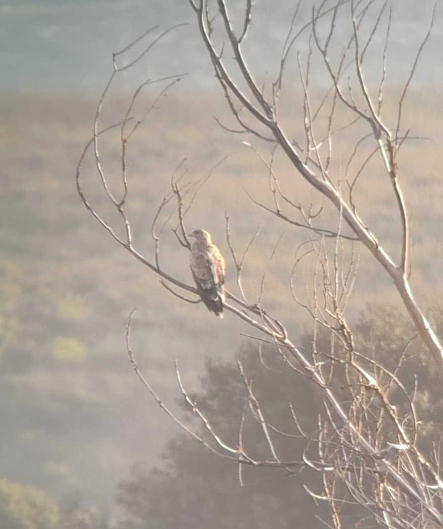 Spanish Eagle - ML643547860