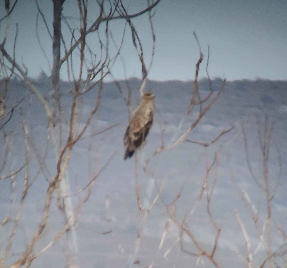 Spanish Eagle - ML643547861