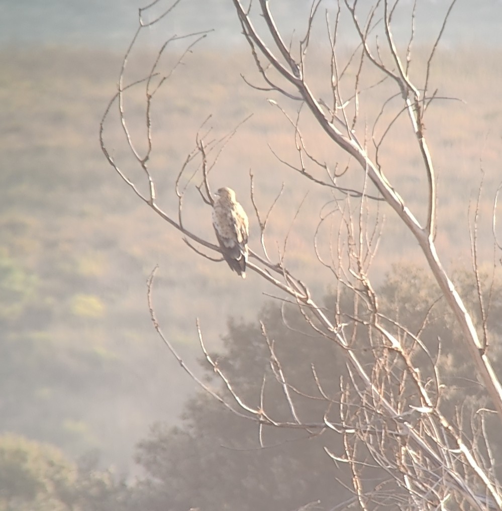 Spanish Eagle - ML643547862