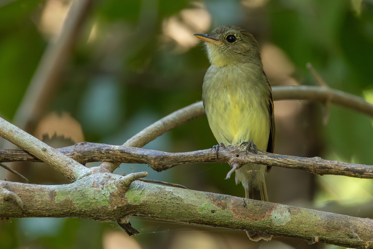 Euler's Flycatcher - ML643547863