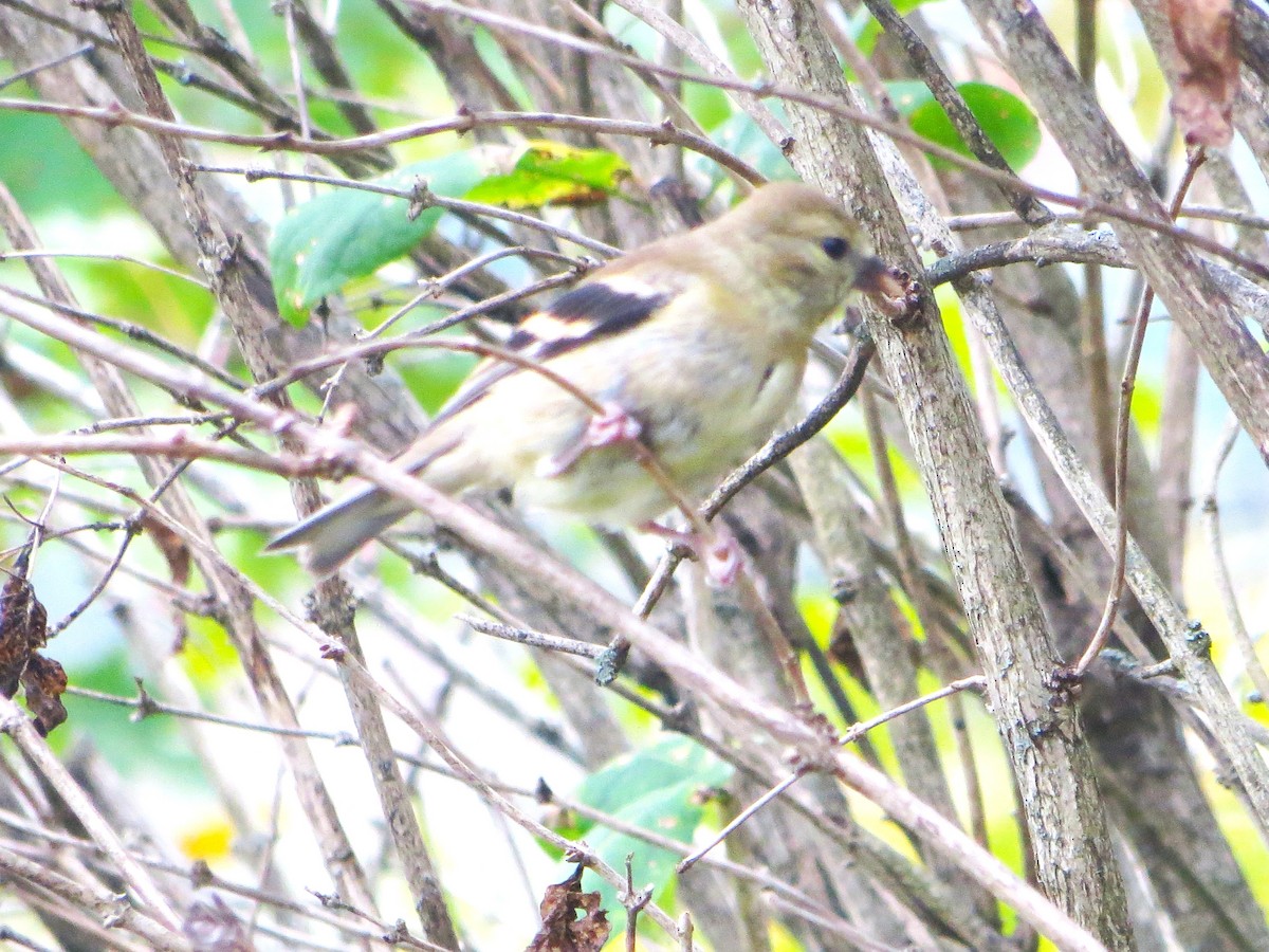 American Goldfinch - ML643547866