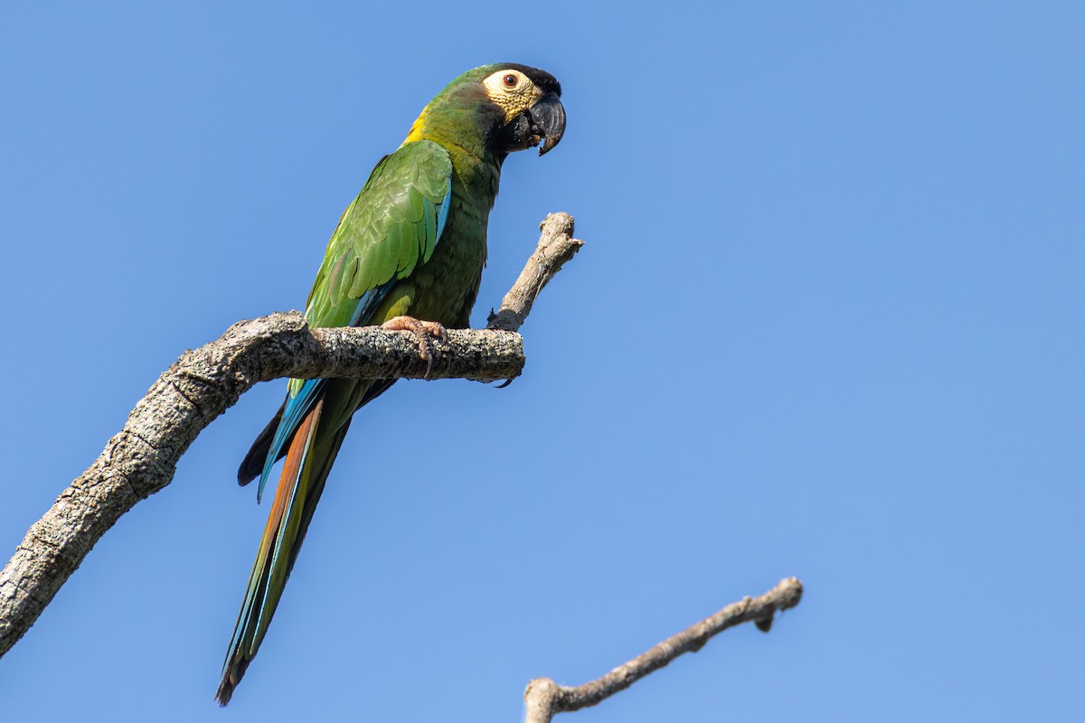 Yellow-collared Macaw - ML643547871