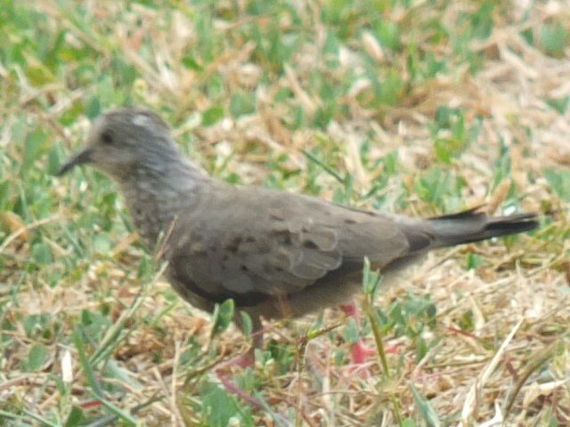 Common Ground Dove - ML643547884