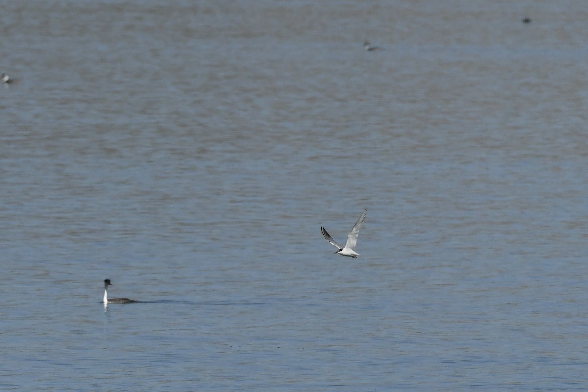 Common Tern - ML643547889