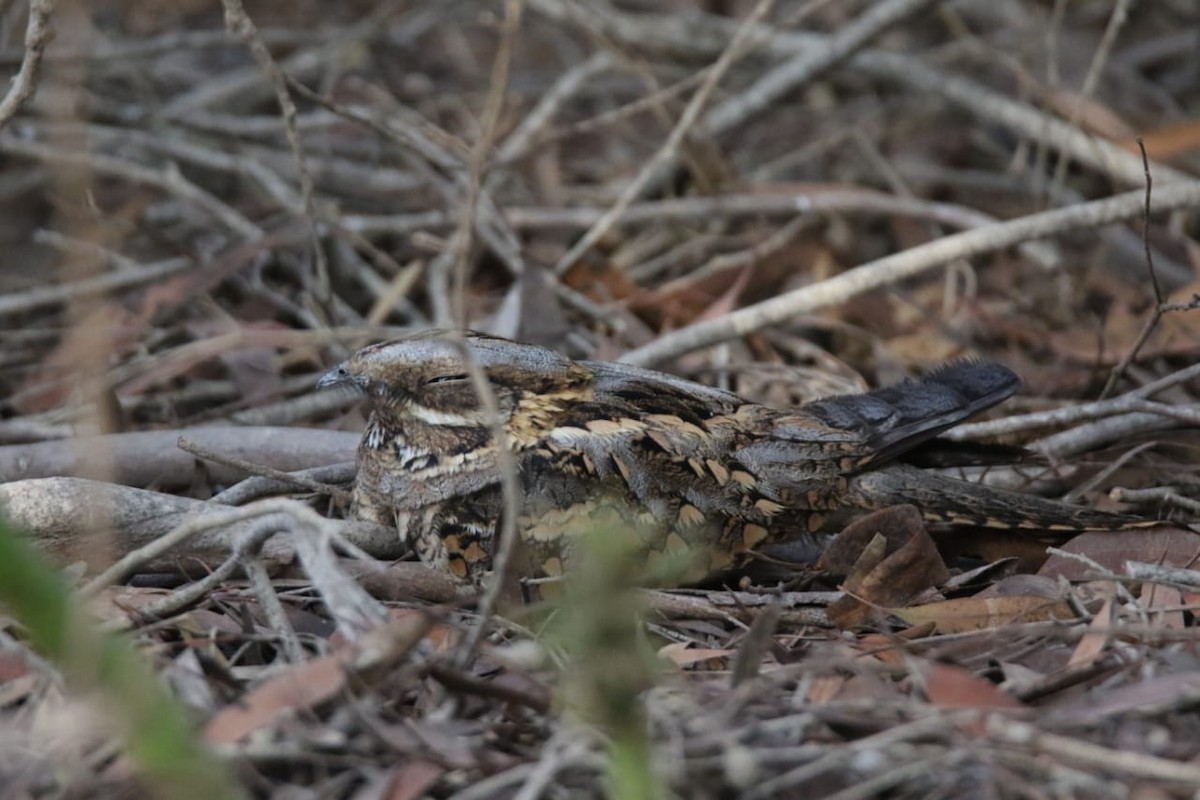 lelek rezavokrký - ML643547911