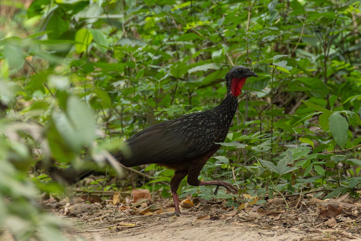 Spix's Guan - ML643547914