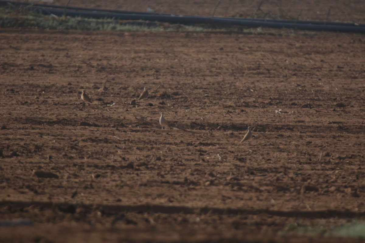 běhulík plavý - ML643547927