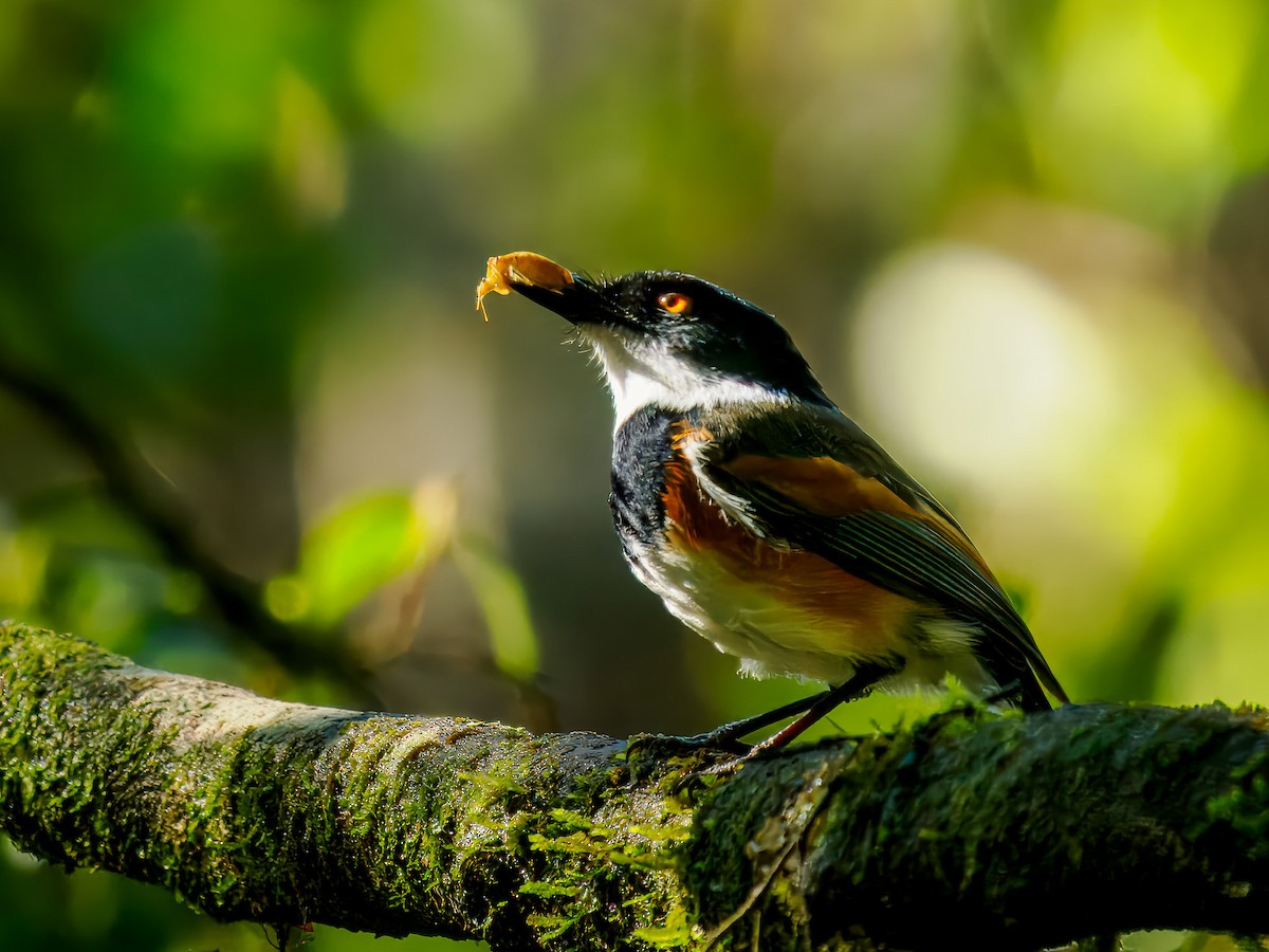 Cape Batis - ML643547929