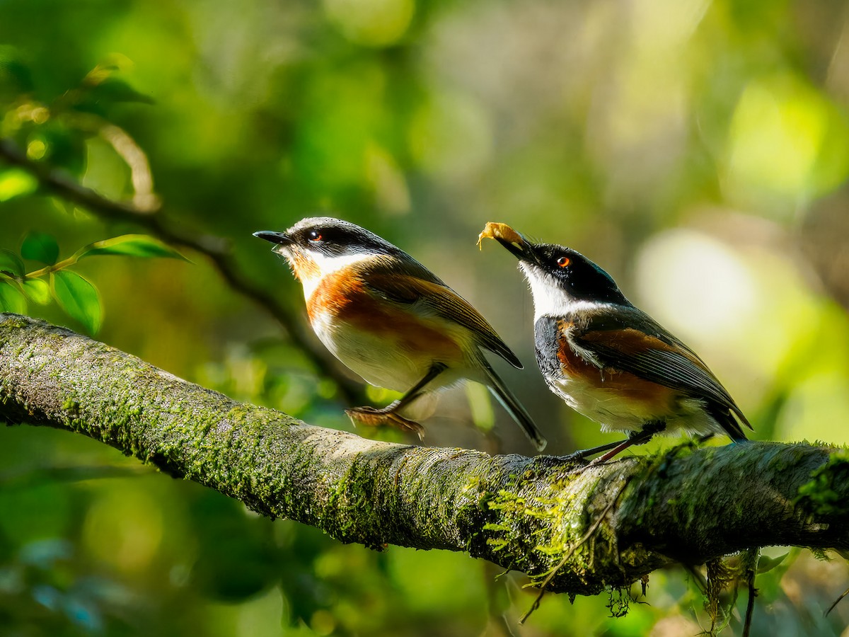 Cape Batis - ML643547930