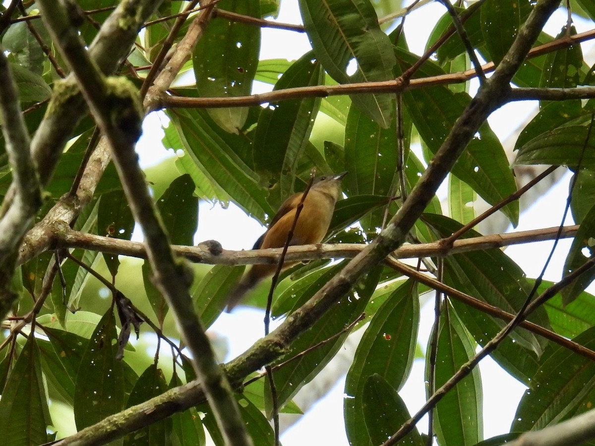 Flame-crested Tanager - ML643547943
