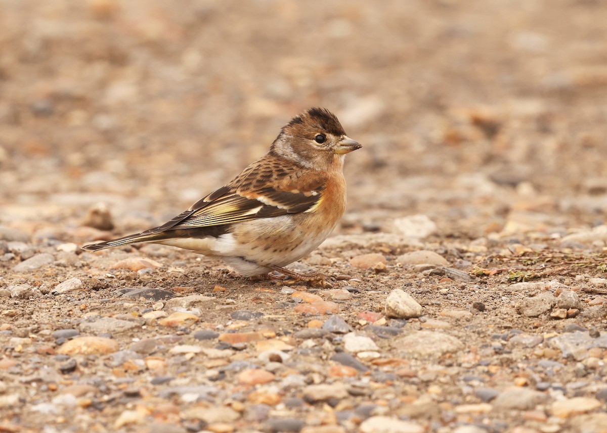 Brambling - ML643547944