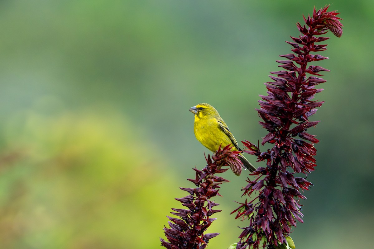 Brimstone Canary - ML643547945