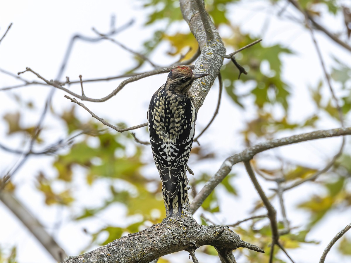 Yellow-bellied Sapsucker - ML643547947